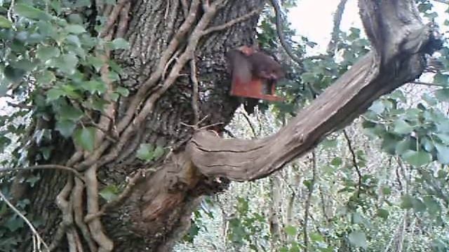 Squirrel cam at the Wight Salads nursery, Isle of Wight смотреть онлайн