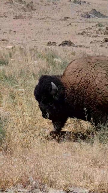 Antelope Island смотреть онлайн