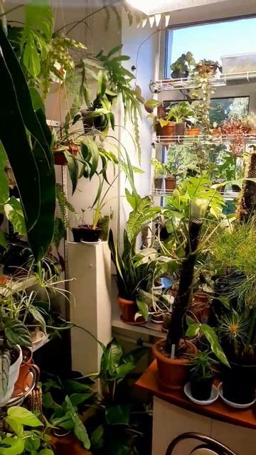 А как Вы живёте с растениями? смотреть онлайн