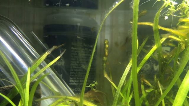 Danio Margaritatus Fry смотреть онлайн