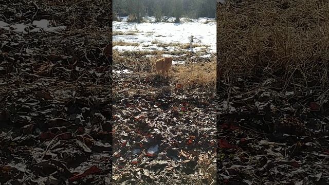 серия 285 это наши домашние питомцы их зовут Барсик и Рыжик смотреть онлайн