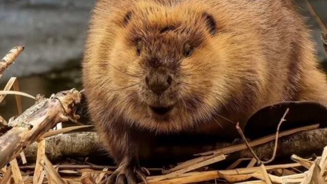 СИДИМ_С_БОБРОМ_ЗА_СТОЛОМ песня про бобра смотреть онлайн