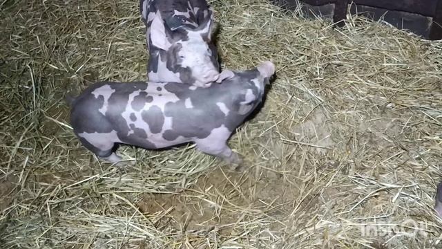 свинки пьетрен 1 мес.10 дней смотреть онлайн