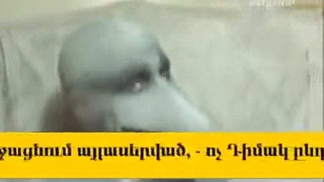 original dolphin muzzle cursed смотреть онлайн