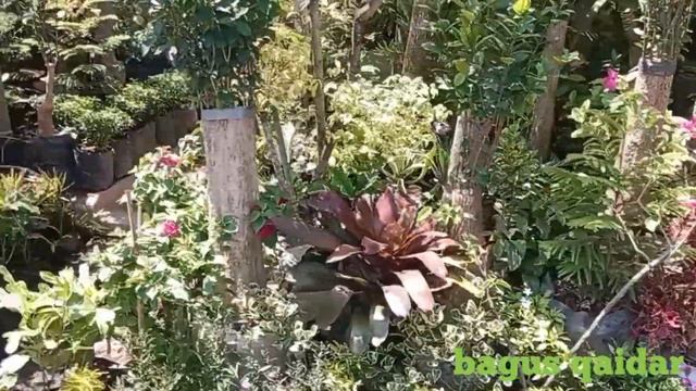 Kalibaru Utara kota Cirebon II kawasan penjual karangan bunga dan tanaman hias смотреть онлайн