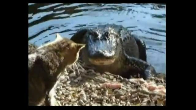 Прикольное видео. Кошка гоняет крокодила. смотреть онлайн