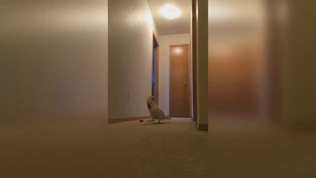 Cockatoo plays hide and seek / Какаду потерял хозяйку смотреть онлайн