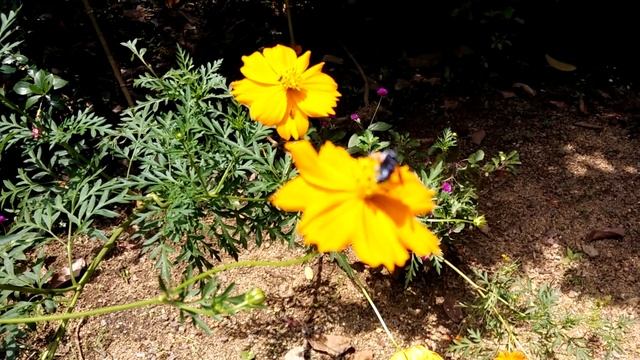 SlowMo 60FPS 1080p - Snapdragon Camera - OnePlus One смотреть онлайн
