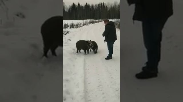 МНЕ ЗНАКОМЫЙ ПРИСЛАЛ ВИДЕО "НАГЛЫЕ КАБАНЫ" смотреть онлайн