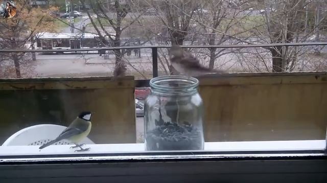 Воробышек смотреть онлайн