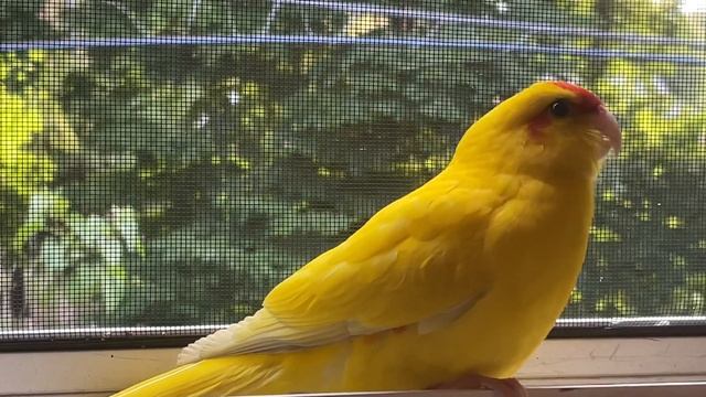 Kakariki Sounds - Mango the Kakariki смотреть онлайн