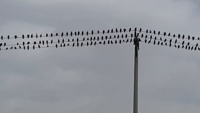 Голуби на проводах. смотреть онлайн
