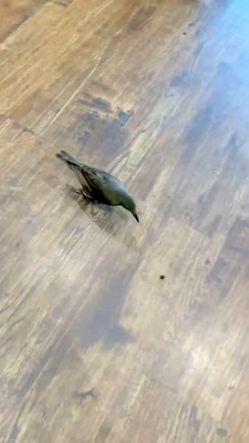 Скворец Чопа гоняет витаминку смотреть онлайн