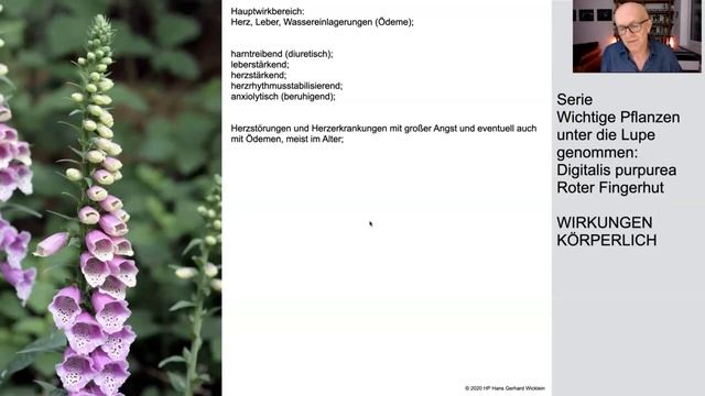 Digitalis purpurea (Rote Fingerhut) unter die Lupe genommen смотреть онлайн