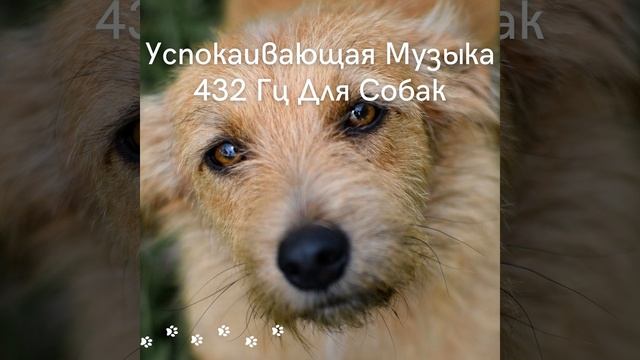 Только для собачьих ушей смотреть онлайн