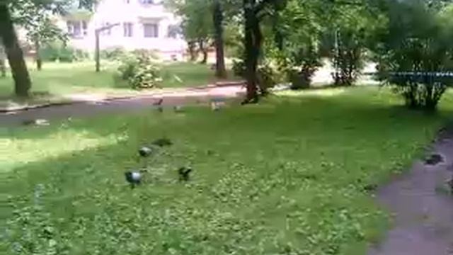 Чайка 2 смотреть онлайн