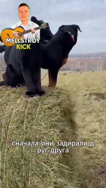 История о дружбе между маленькой пантеры и собачки смотреть онлайн