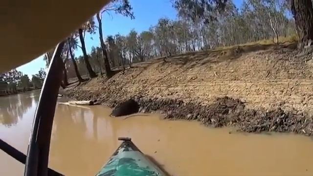 Охота на кабана смотреть онлайн