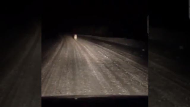 Сразу два тигра вышли на трассу и напугали автомобилистов в Приморье смотреть онлайн