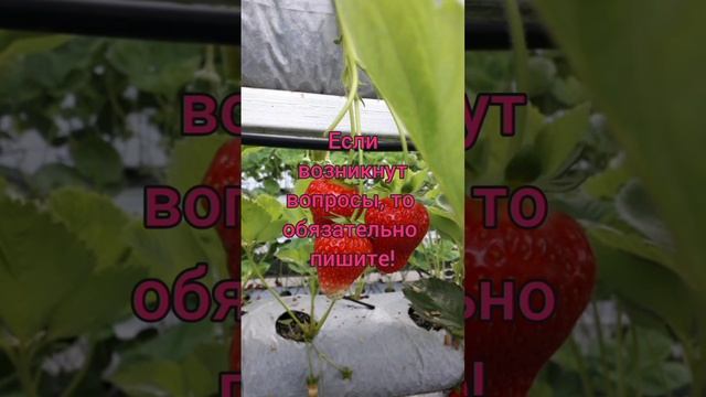 Клубника 🍓 #клубника Выращивание клубники в малообъемке! смотреть онлайн