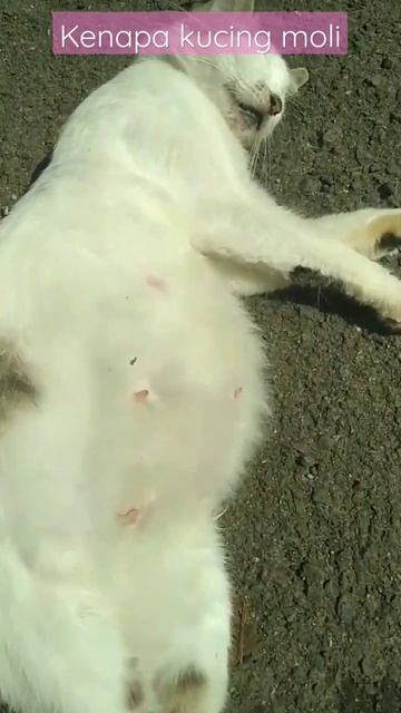 kenapa kucing Moli?#shorts #viral смотреть онлайн