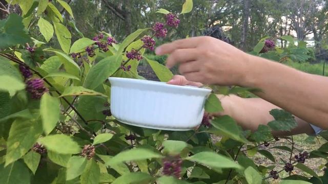 Identifying & Picking Beautyberries смотреть онлайн