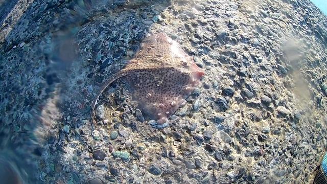 Пляж Альбатрос Утро смотреть онлайн