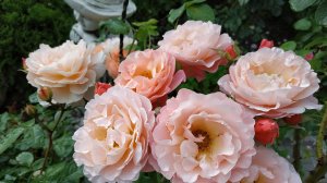 Сад в Ленинградской области .