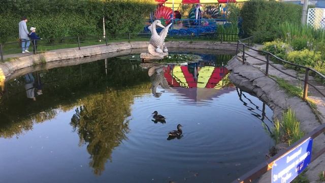 Утки в Котласском городском парке смотреть онлайн