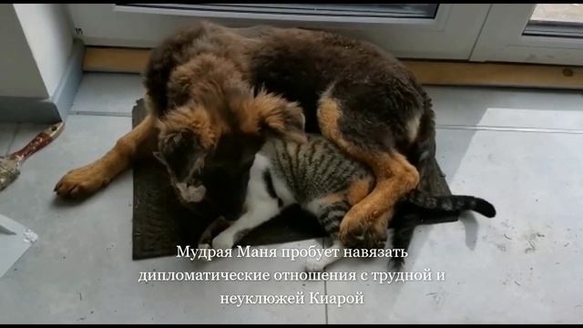 Киара и Маня, Как кошка с собакой... смотреть онлайн