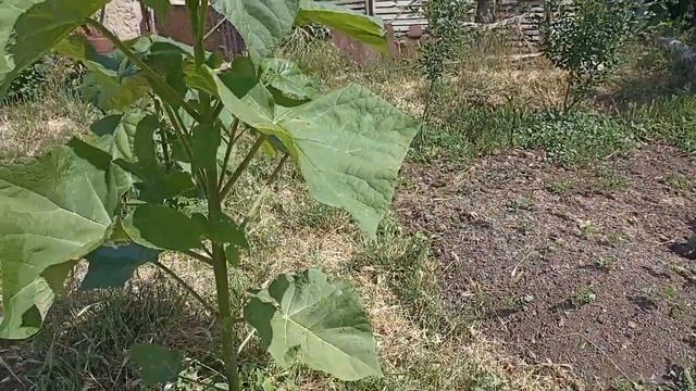 АДАМ(ПАВЛОВНИЯ)🌳АҒАШЫ ҚАНШАЛЫҚТЫ ТЕЗ ӨСЕДІ? 1ЖЫЛДА ҚАНША М ЖЕТЕДІ? МЕНІҢ АҒАШТАРЫМНЫҢ БИІКТІГІ ҚАНШ смотреть онлайн