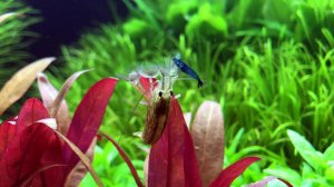 Креветка - Фильтратор