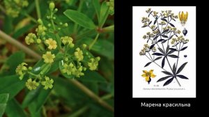 Марена красильна. Довідка. Які хвороби лікує рослина. Коли збирати та як застосовувати в лікуванні