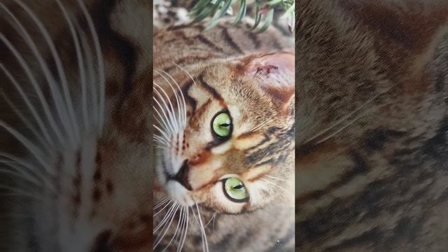 кто такие дикие кошки смотреть онлайн