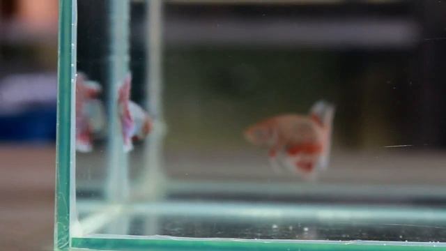 Betta Splendens : (0213-88) Salamander Dragon Halfmoon Singletail Female смотреть онлайн