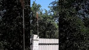Высоко привился рой пчел. Как его снять?