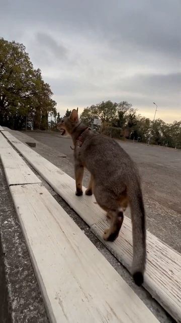 Кот гуляет и орёт #абиссинская_кошка #абиссинскиекотята #abyssiniancat смотреть онлайн