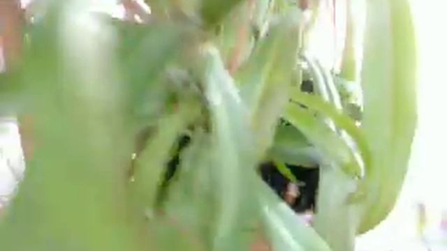 Nepenthes rebecca soper смотреть онлайн