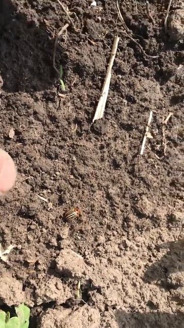 Результат обработки средством Корадо, спустя 2 дня смотреть онлайн