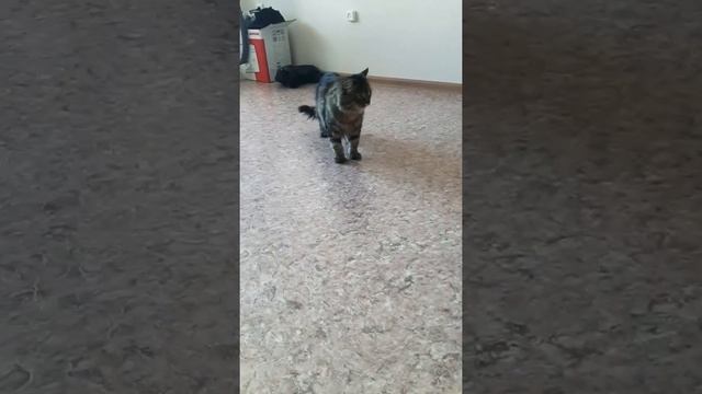 Игра с бумажным мячом и с другом смотреть онлайн