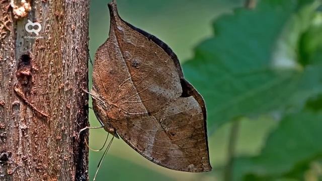 Diluar Dugaaan Kita Selama ini.!! Inilah Seranga² Paling Cerdas di Muka Bumi смотреть онлайн