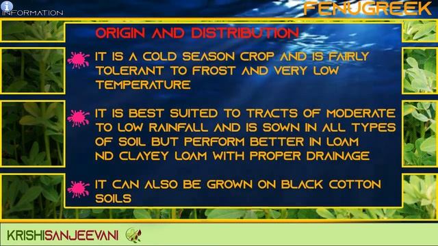 INFORMATION 68 : FENUGREEK  TRIGONELLA FOENUM GRAECUM
