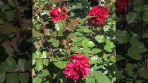 Роза Bellevue ®(Бельвью).W. Kordes' Sohne Германия, 2015г