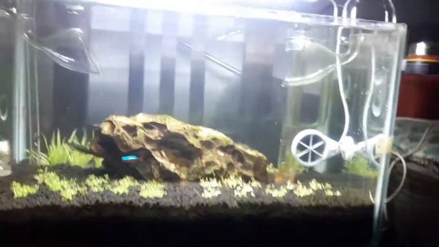 MY NEW PLANTED AQUARIUM смотреть онлайн
