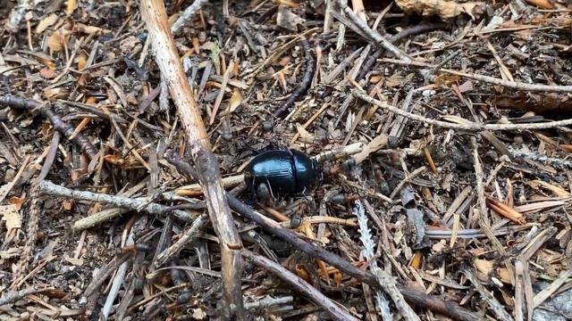 Chrobák lesní (Anoplotrupes stercorosus) v mraveništi смотреть онлайн