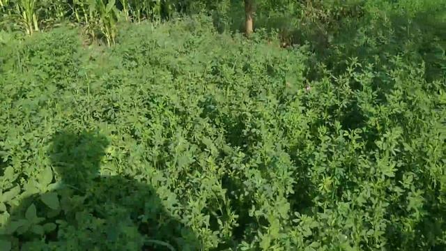 Батат, прошло ещё 14 дней, насколько же он вырос? смотреть онлайн