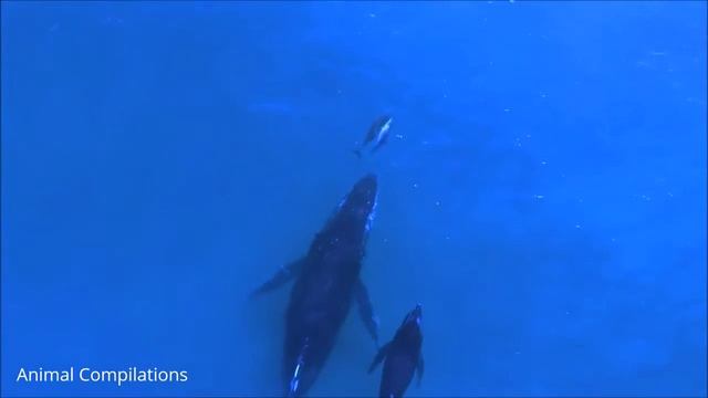The Complete 2020"Dolphin Discovery" Show at SeaWorld смотреть онлайн