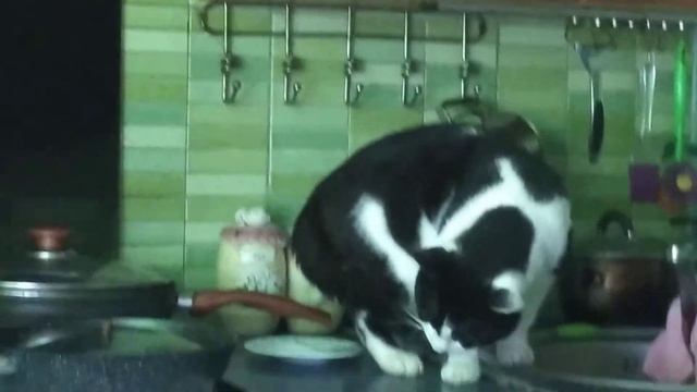Наглость зашкаливает , или вечно голодный 🐱 кот. смотреть онлайн