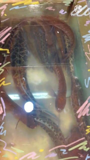 SNAKEHEAD FISH For Soup смотреть онлайн