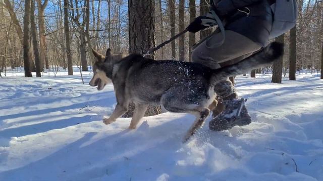 Акция «Лапа дружбы» смотреть онлайн